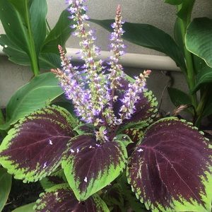 Meet your Posher, Sandy